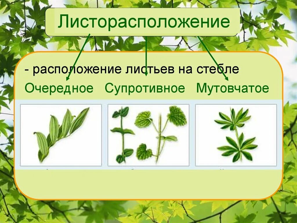 Листорасположение листьев очередное супротивное мутовчатое. Супротивное строение листа. Листья очередные и супротивные мутовчатые. Тип листорасположения у клевера. Местоположения растений