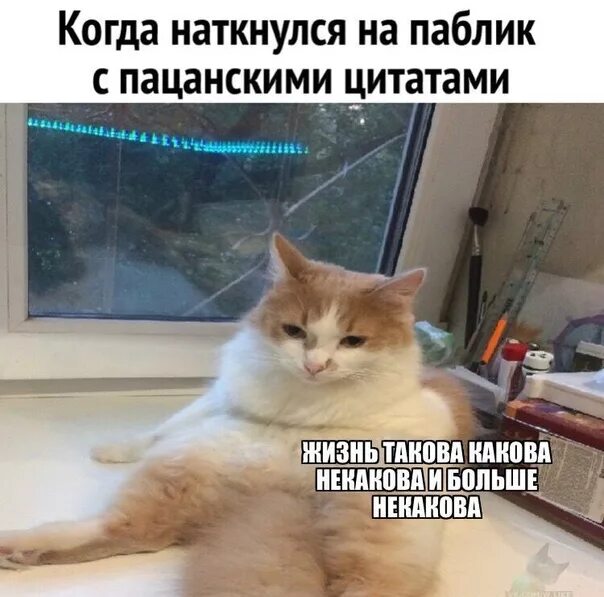 Жизнь какова и больше никакова. Анекдоты про птиц смешные. Шутки про птичек. Мемы каково. Сияние а вот и джонни.
