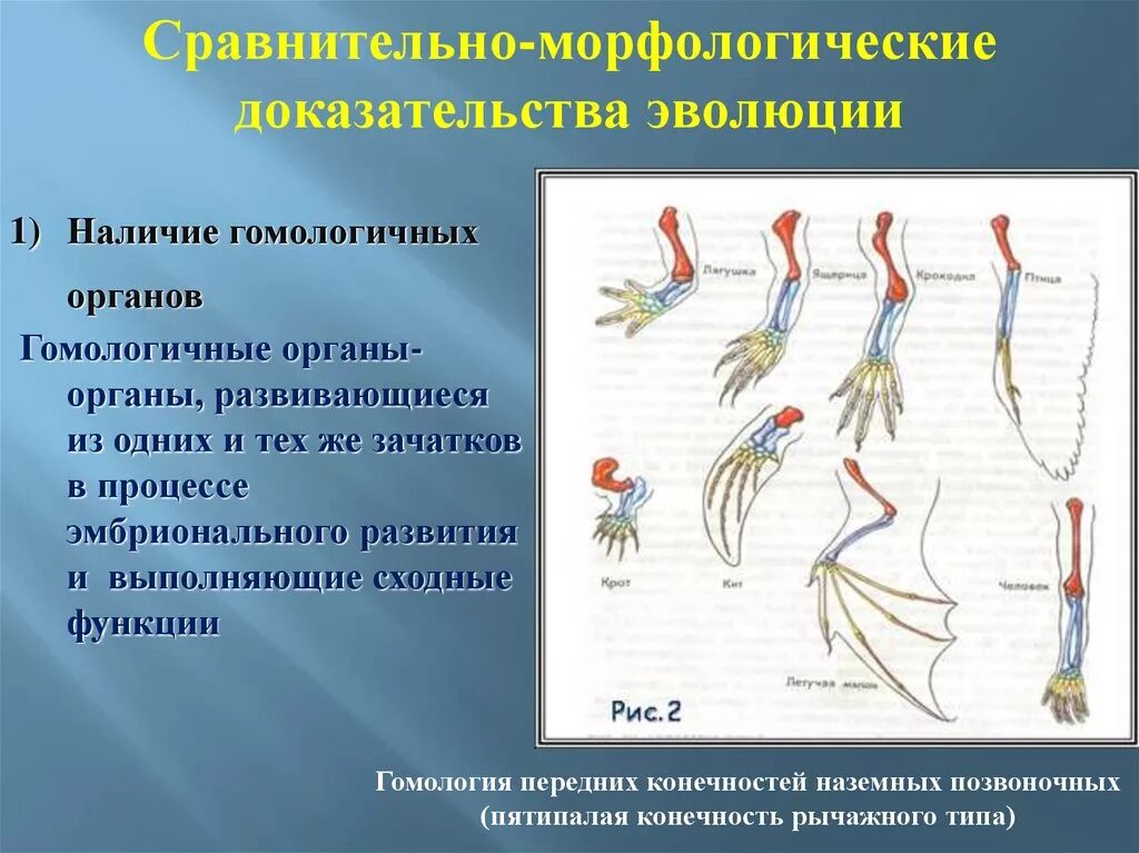 Сравнительно анатомические доказательства эволюции это