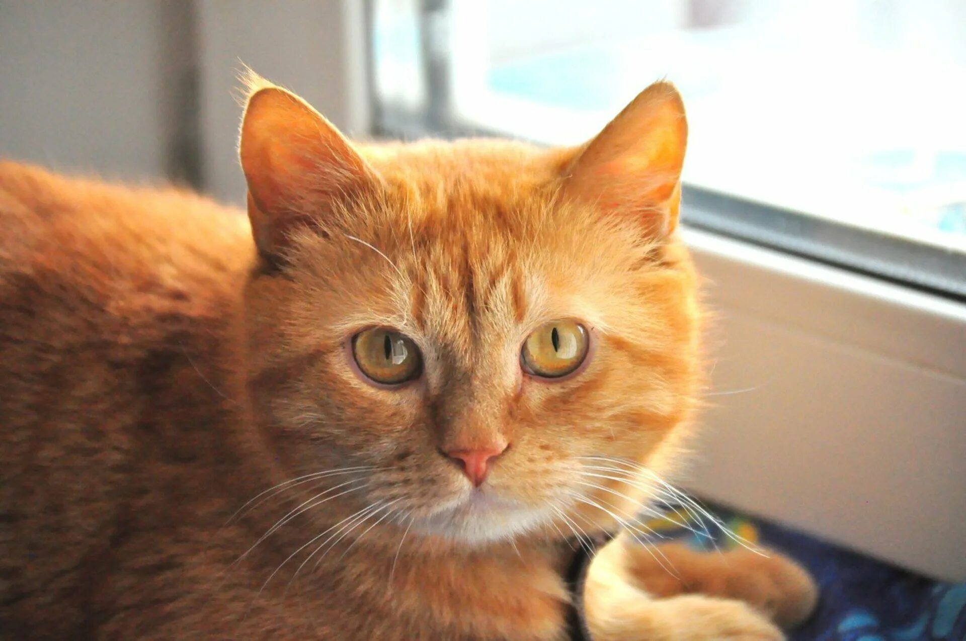 Рыжие породистые коты. Сибирский гладкошерстный рыжий кот. Сибирская кошка рыжая короткошерстная. Британский короткошерстный кот рыжий. Сибирский кот короткошерстный рыжий.