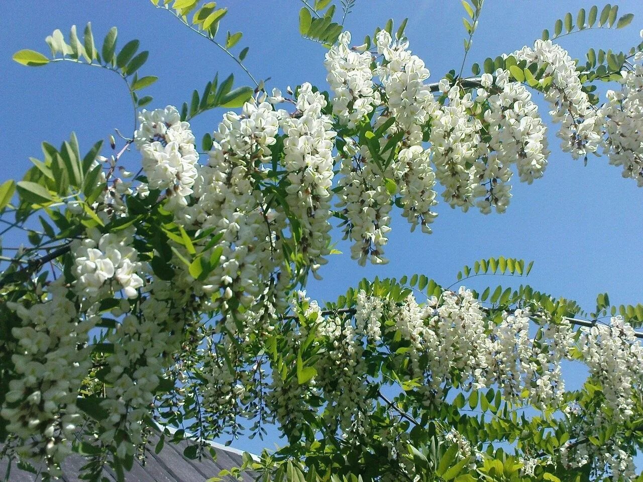 Акация белая (Робиния). Белая Акация (Робиния псевдоакация). Робиния Лжеакация цветение. Акация белая (Робиния псевдоакация) (Robínia pseudoacácia). Купить акация дерево