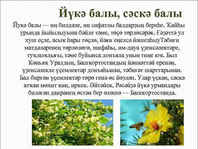 Башкорт на башкирском. Сочинение башкорт балы. башкорт балы инша на башкирском языке. башкорт балы презентация. конспект башкорт балы.