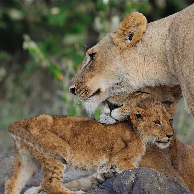 Собака бежит. Нежность животные. Животные под водой. Интересные моменты с животными. Красивые моменты с животными.