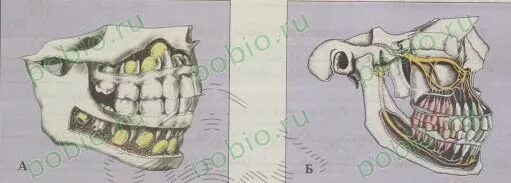 Гигиена зубов презентация. Тест зубы 8 класс. Тест зубы 8 класс. Зубы презентация 8 класс биология. Тест зубы 8 класс.