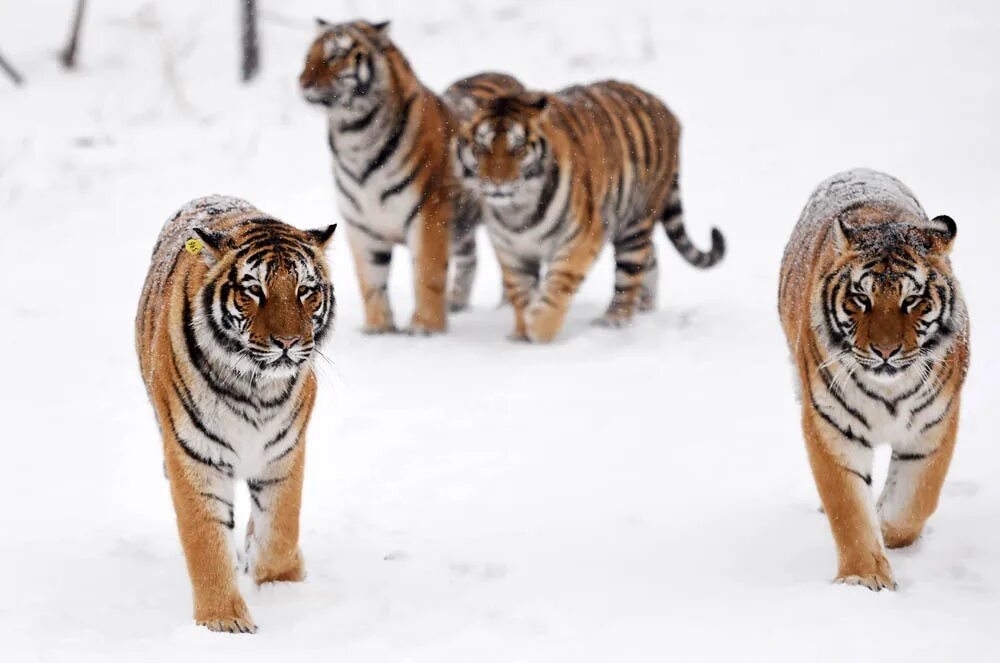Уссурийский тигр и панда. Популяция Амурского тигра. Амурский тигр численность 2022. Амурский тигр популяция 2022. Уссурийский тигр.