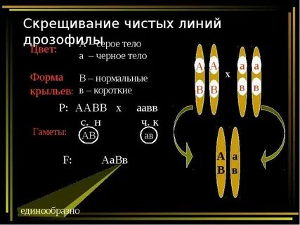 У дрозофилы серый цвет тела