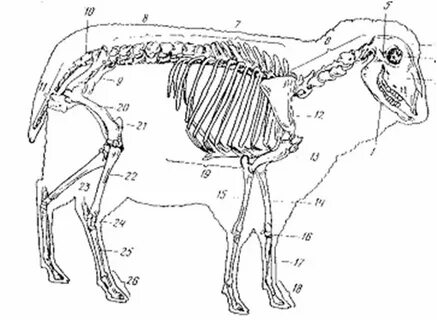 Строение овцы