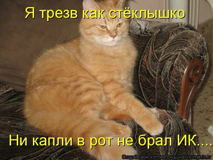 Стекл как трезвышко. Трезв как стеклышко прикол. Я трезвый как стеклышко прикол. Анекдот про стёклышко. Трезв как стеклышко.