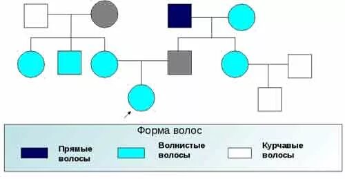 Схема наследования курчавых волос. Родословная с наследованием кудрявых волос. Тип наследования кудрявых волос. Схема родословной кудрявые волосы.