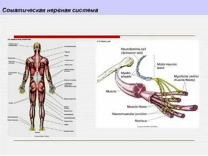 Работу чего регулирует соматическая нервная система