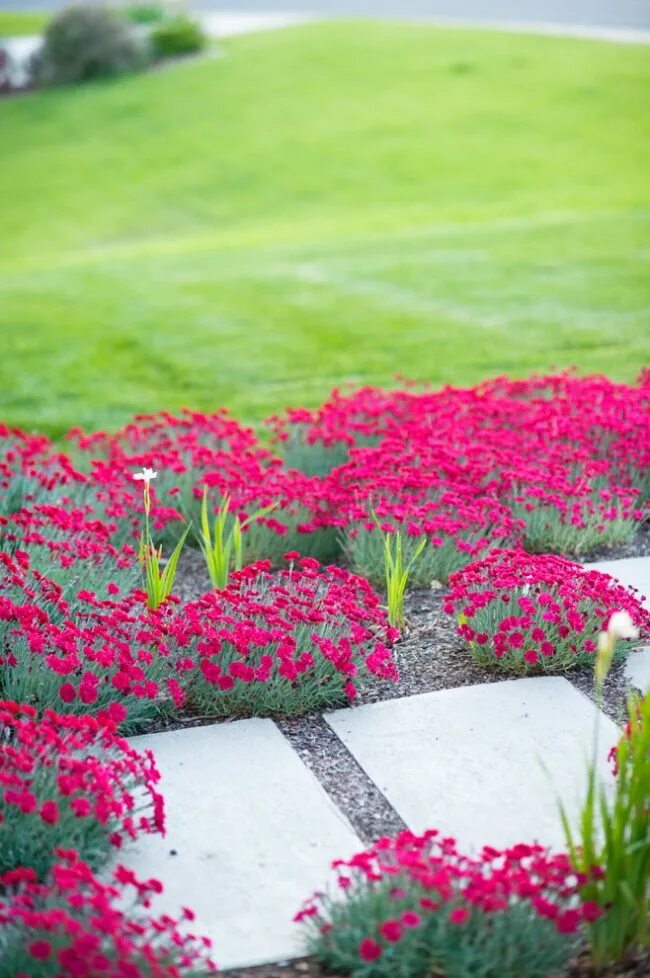 Garden flowers перевод. Гвоздика травянка на клумбе. Турецкая гвоздика травянка. Гвоздика травянка кармин. Флокс шиловидный бордюр.