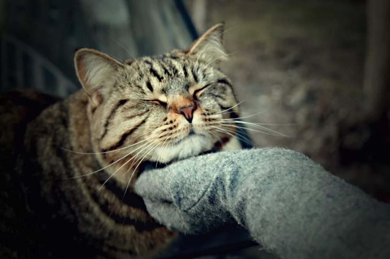 Кот ластится. Ласковый кот. нежная кошка. ласковая кошечка.