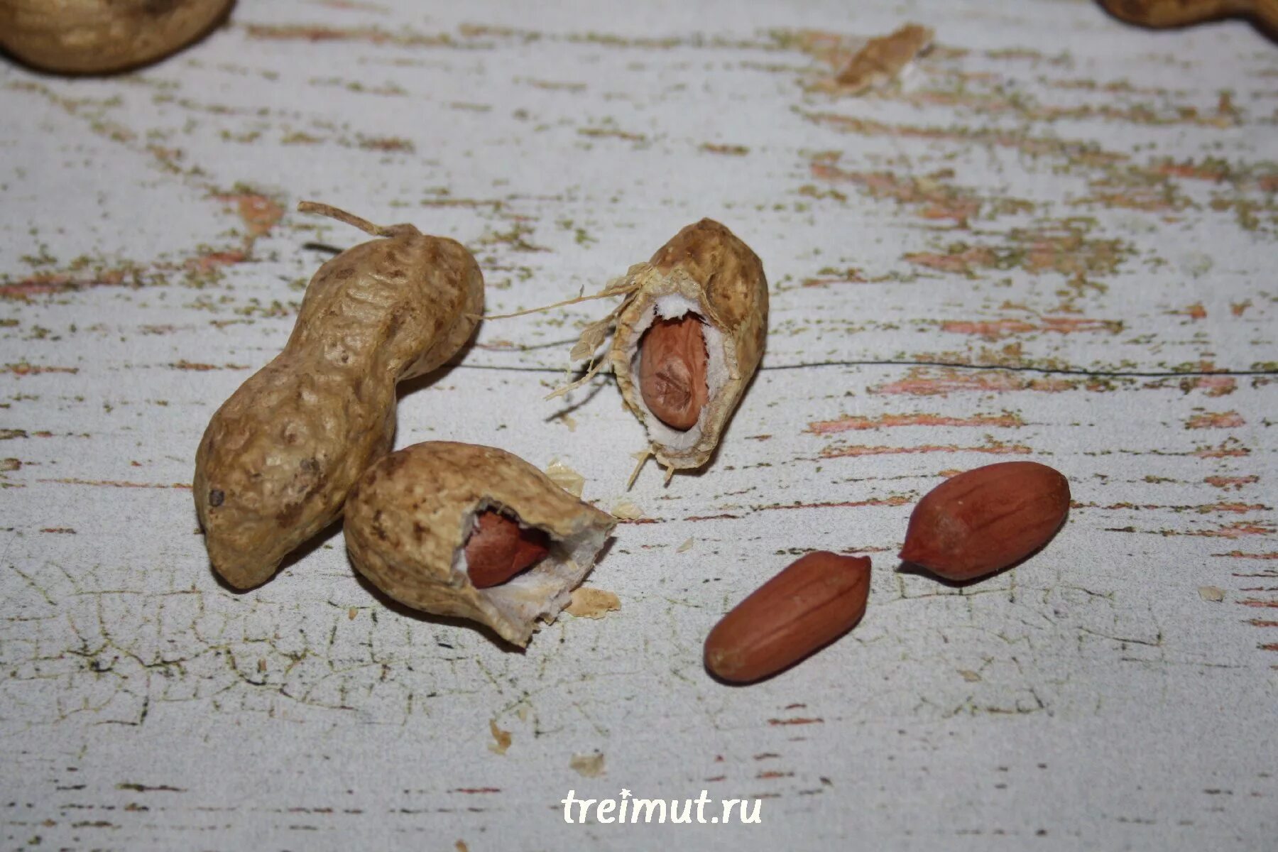 земляной орех на кубани. земляной орех на даче. арахис дерево. арахис цветение. земляной арахис.