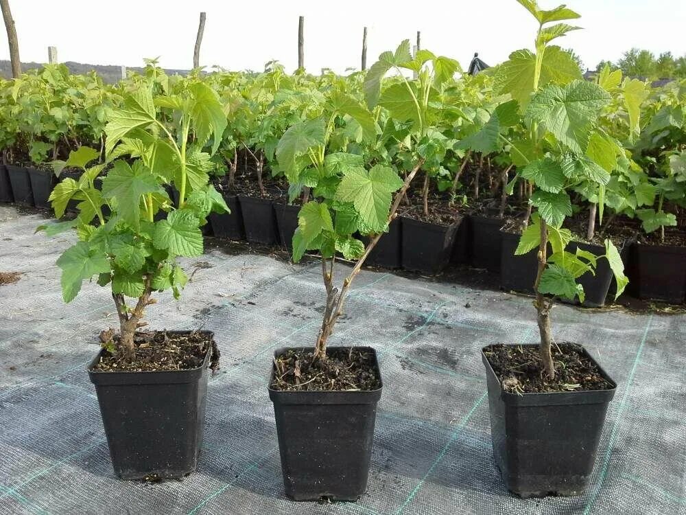 авито саженцы растения. авито саженцы растения. авито саженцы растения. авито саженцы растения. саженцы яблони зкс.