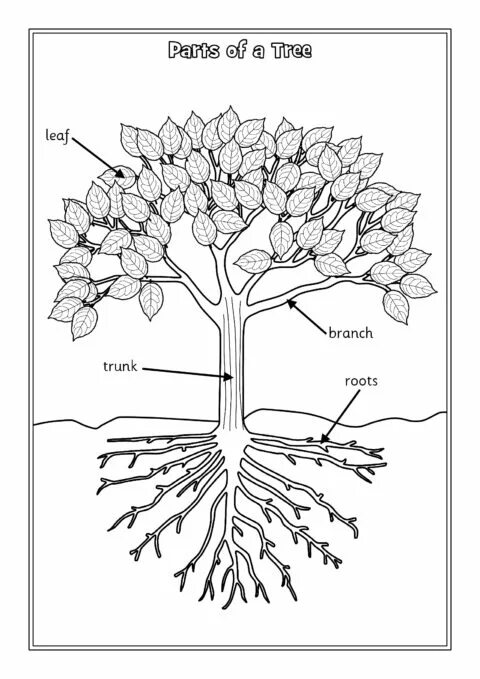 Tree parts and functions. Строение дерева для дошкольников. строение дерева раскраска. parts of a tree for kids. строение дерева задания для детей.