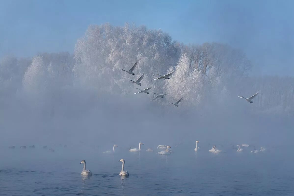 Снег летит как птичья стая. Птицы над озером. Лебеди над озером. Птицы в небе зима. Лебедь озеро туман.