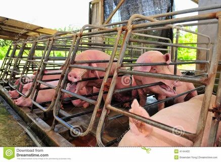 Pig Farm stock photo. 