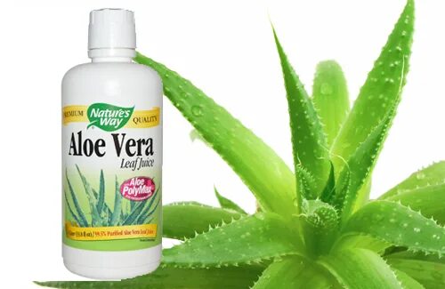 Aloe vera купить