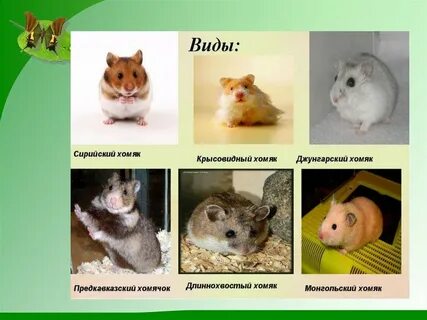 Хомяк разных пород