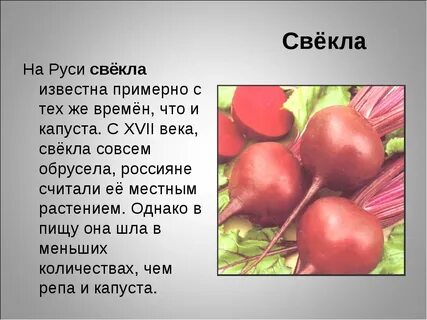 Известно что свекла обыкновенная культурное растение