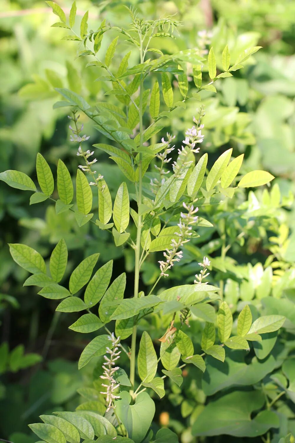 Солодка латынь. Солодка glycyrrhiza glabra. солодка уральская (glycyrrhiza uralensis). солодка уральская — glycyrrhiza uralensis fisch.. солодка коржинского - glycyrrhiza korshinskyi.