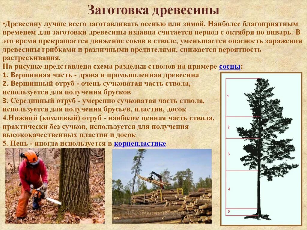 Сколько нужно обработки дерево. Заготовка древесины. Технология заготовки древесины. Лес заготовка древесины. Лесная и деревообрабатывающая промышленность.заготовка древесины.