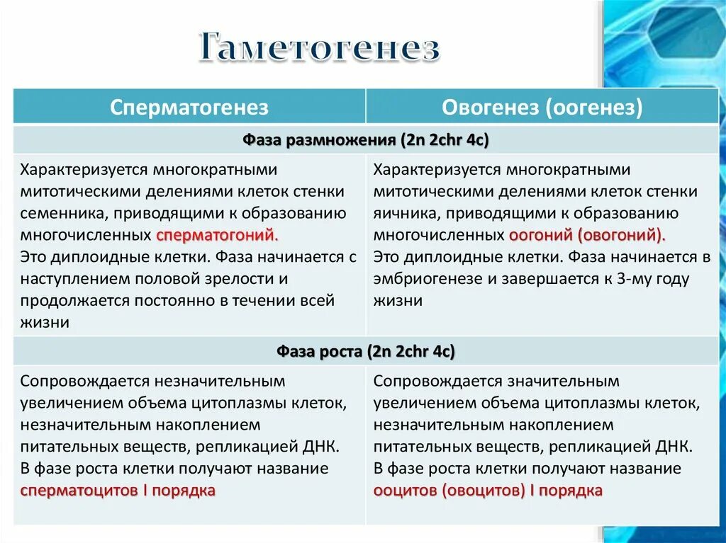Сравнение сперматогенеза и овогенеза таблица. Сравнительная таблица сперматогенеза и овогенеза. Фазы сперматогенеза и овогенеза таблица. Сравнительная таблица сперматогенеза и оогенеза.