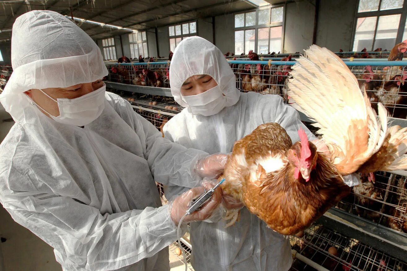 Высокопатогенный грипп птиц. Птичий грипп h7n7. Грипп птиц Ветеринария.