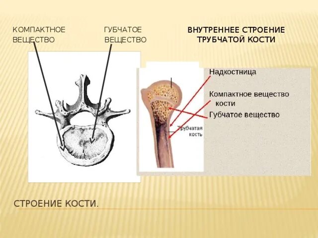 Укажите губчатые кости. Строение губчатой кости рисунок. Строение губчатой и трубчатой кости. Губчатая кость строение. Губчатве КОСТИСТРОЕНИЕ.