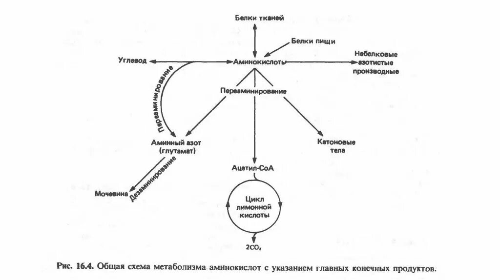 Домены белка схема. Схема белка биохимия. Домены белков биохимия. Анаболизм Синтез белков и.