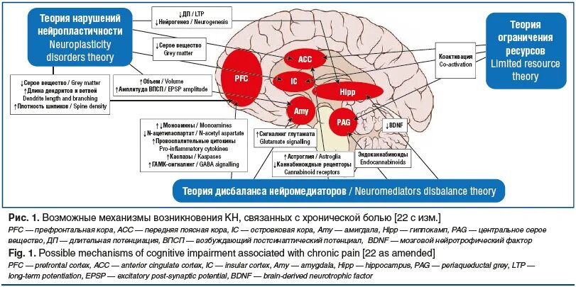 Когнитивные функции нервной системы. Когнитивные расстройства неврология. когнитивные нарушения при хронической боли. когнитивные функции неврология. когнитивные функции коры.