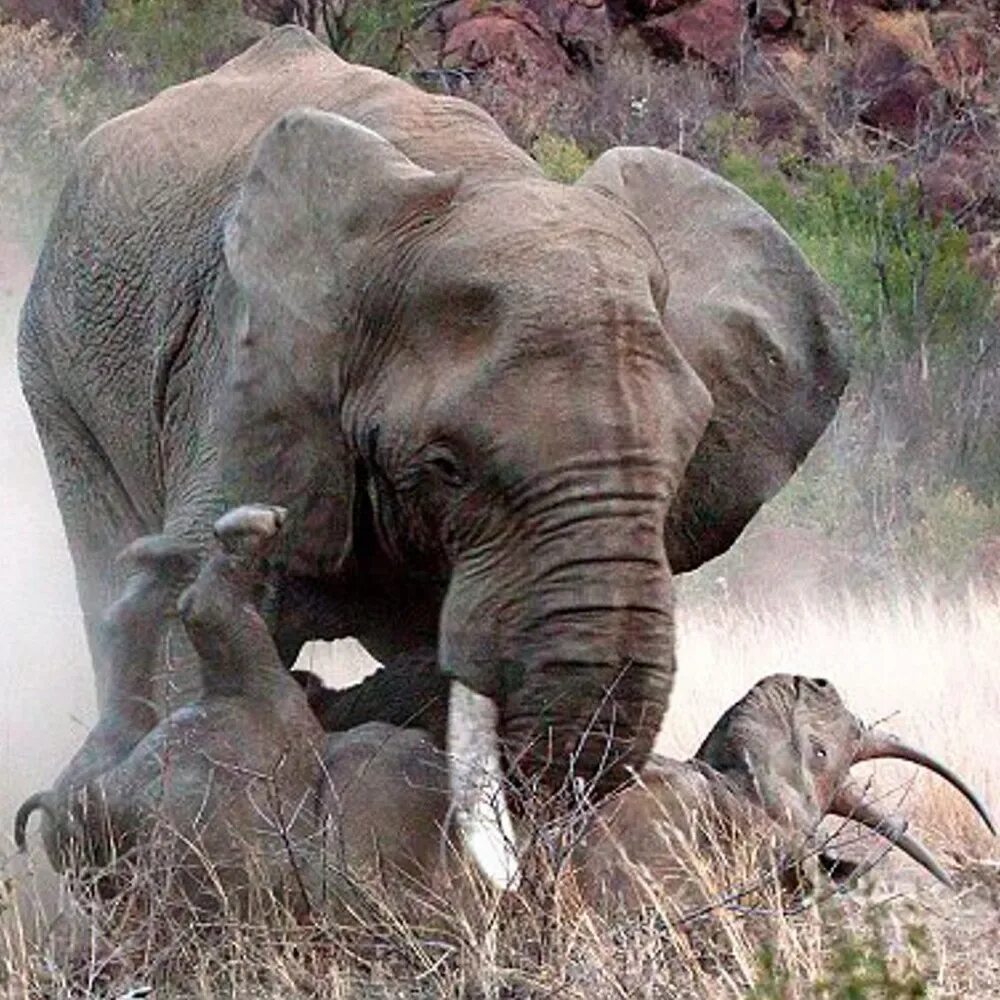 Elephants time. Слон самец.