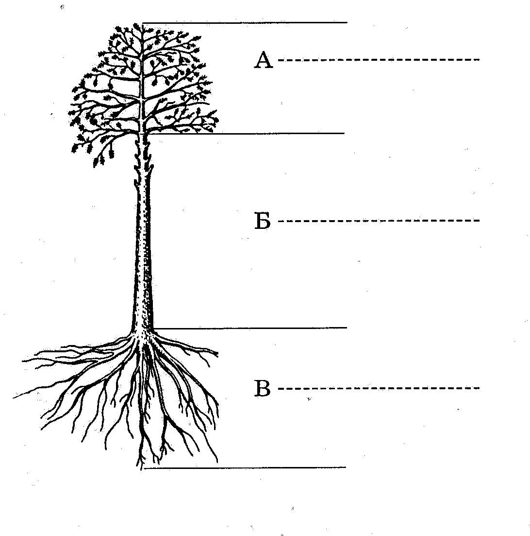 3 корня 1 ствол. Строение дерева. Дерево части дерева. Название частей дерева. Части дерева для дошкольников.