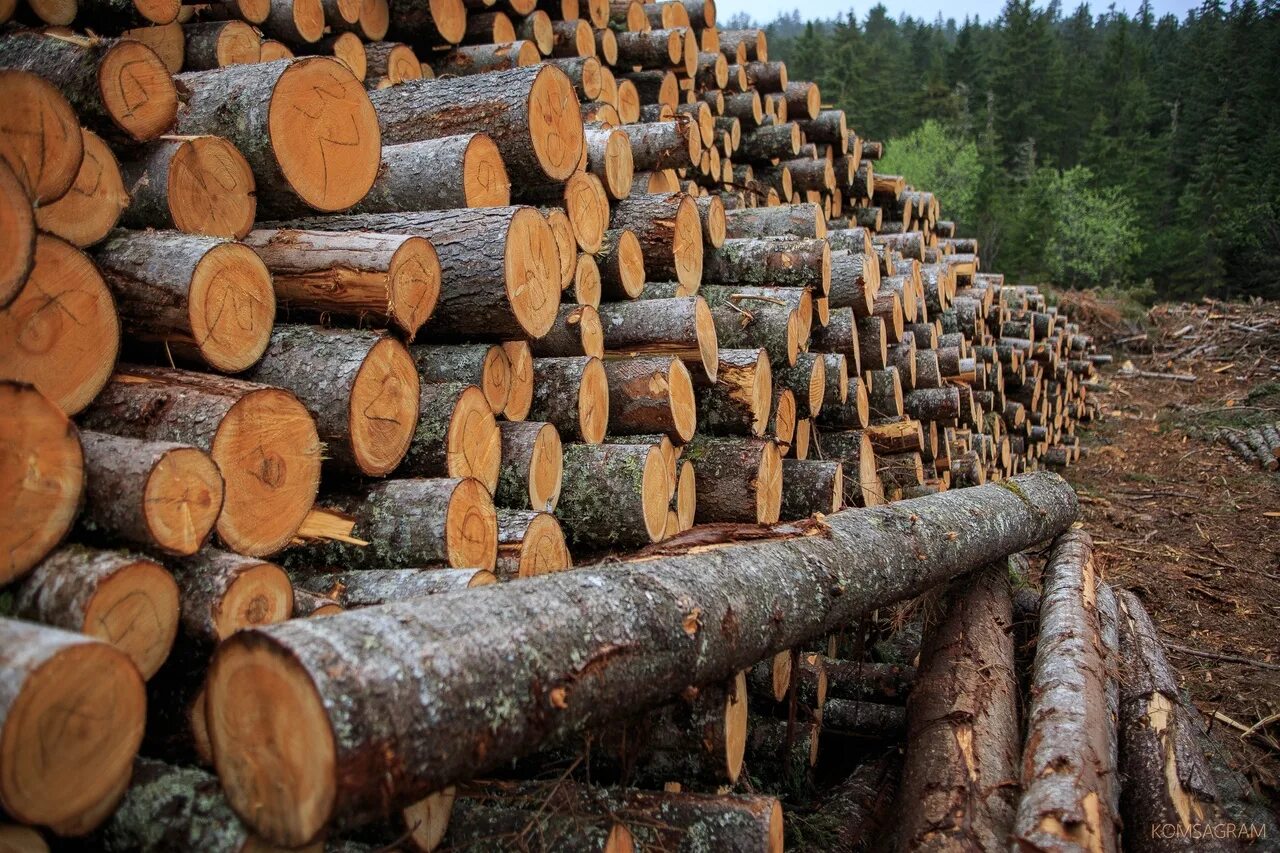 Где можно купить лес. Лесная промышленность Хабаровского края. Древесина и лесоматериалы. Добыча древесины. Лесной комплекс дальнего Востока.