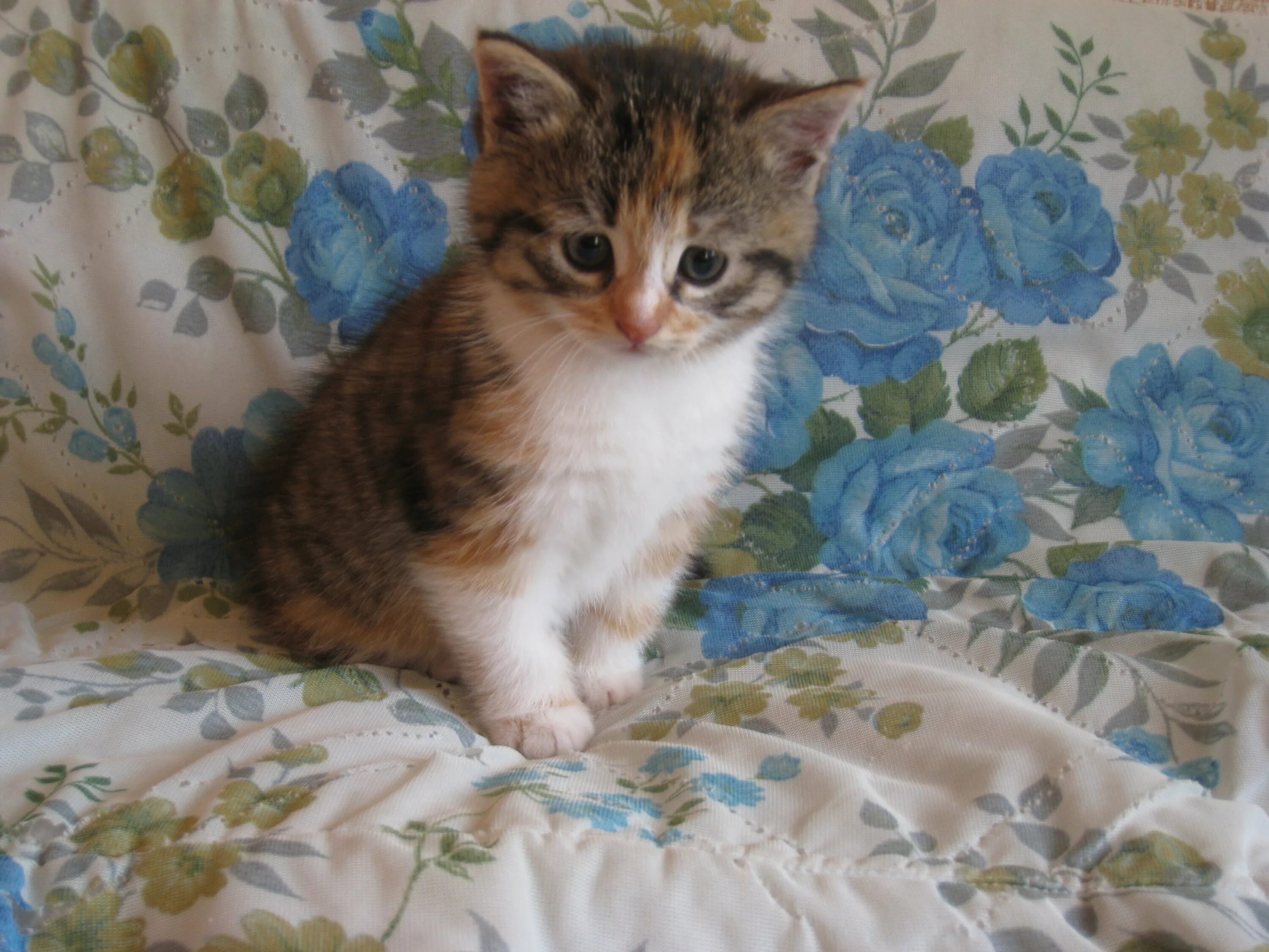 Почему двухмесячный котенок. Почему двухмесячный котенок. 1 месячный котенок. Почему двухмесячный котенок. Двухмесячный котенок фото.