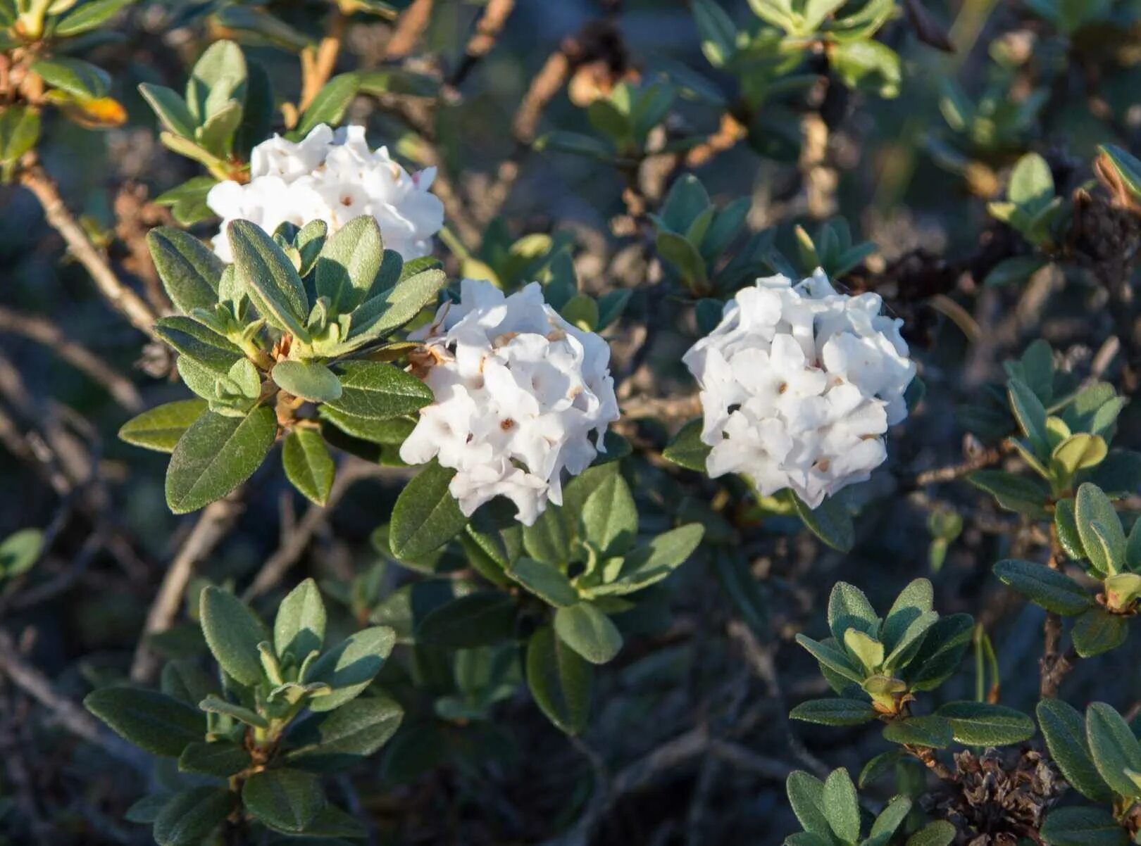 рододендрон адамса саган. рододендрон адамса саган. саган дайля цветы. рододендрон адамса (rhododendron adamsii). рододендрон адамса саган.