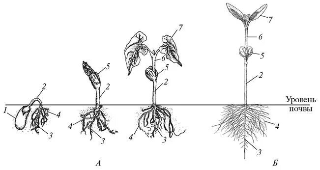 Корневая система фасоли. Строение проростка тыквы. Корневая система проростка фасоли. Строение проростка подсолнечника. Гипокотиль проростков.