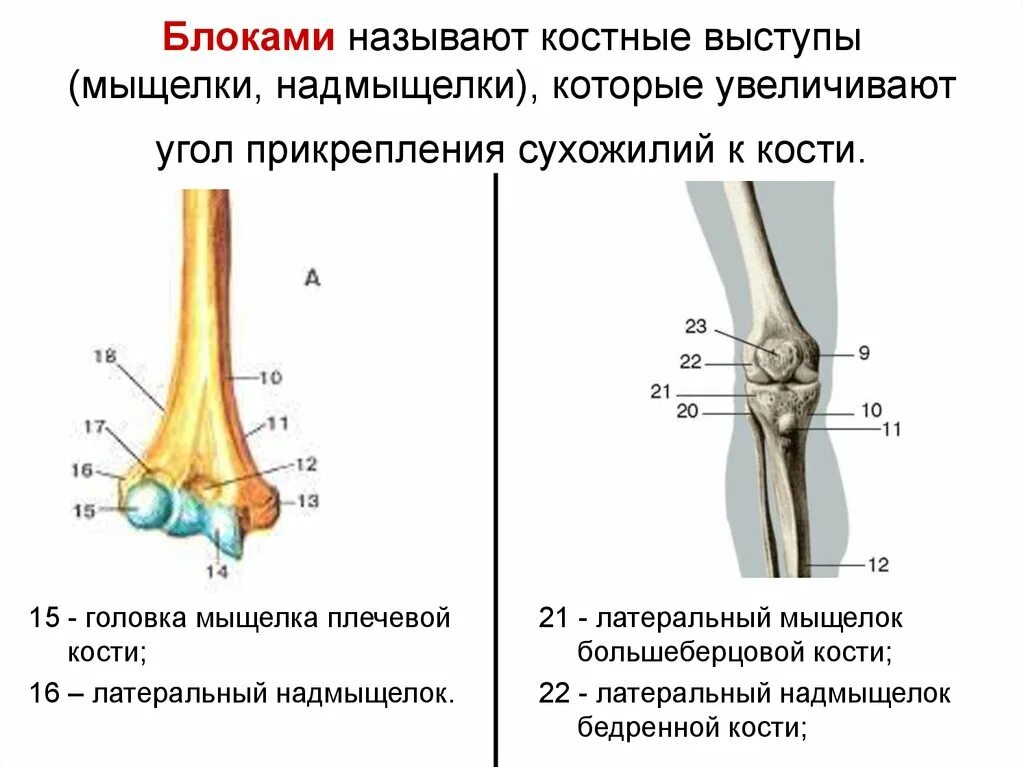 Медиальный надмыщелок плечевой кости. Латеральный мыщелок большеберцовой кости. Надмыщелки большеберцовой кости. Блок мыщелка плечевой кости.