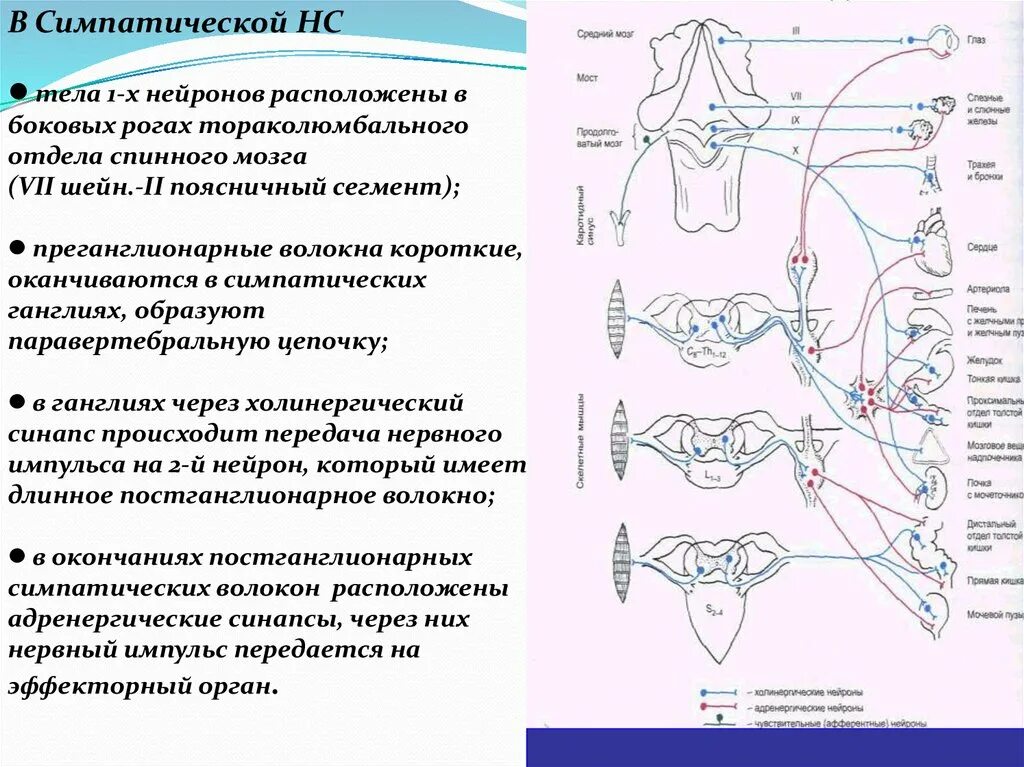 Нервные узлы и нейрон. Вегетативная нервная система тела преганглионарных. Тела вторых нейронов симпатической части. Место расположения 1 нейронов симпатической отделе. Расположение первых нейронов симпатического отдела ВНС.