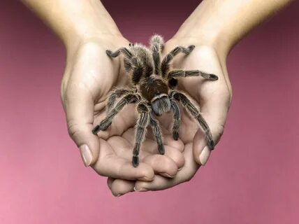 Home spider