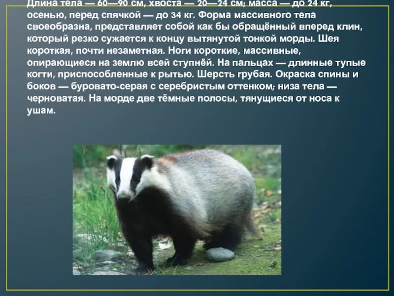 Известно что барсук обыкновенный всеядное животное ведущее. Всеядное животное барсук. барсук доклад. барсук интересные факты. всеядное животное барсук презентация.
