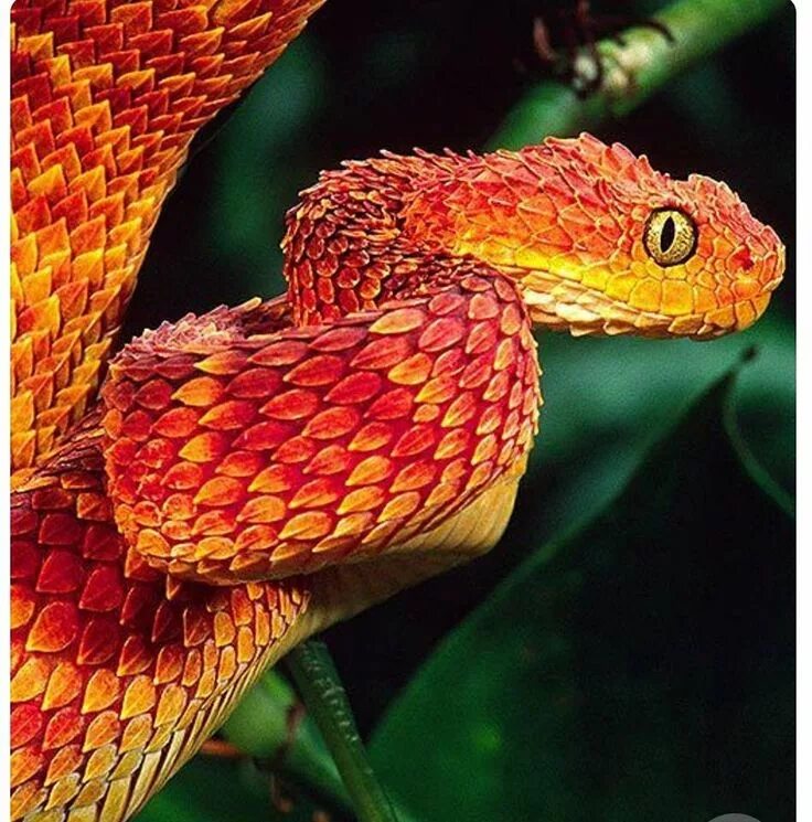 Красно желтая змея. Кустарниковая гадюка (Atheris. Кустарниковая гадюка красная. Африканская кустарниковая гадюка. Колючая кустарниковая гадюка красная.