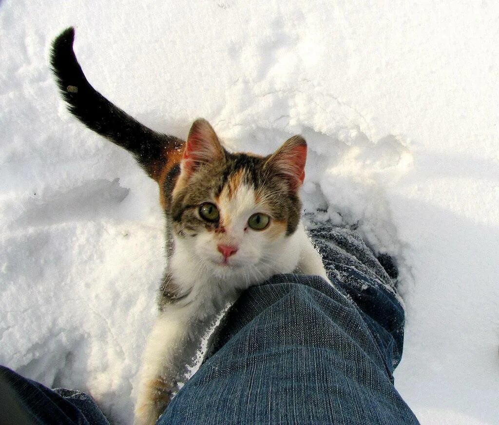 Зимний кот. Кошки зимой. Кот зимой на улице. Котенок на улице зимой.