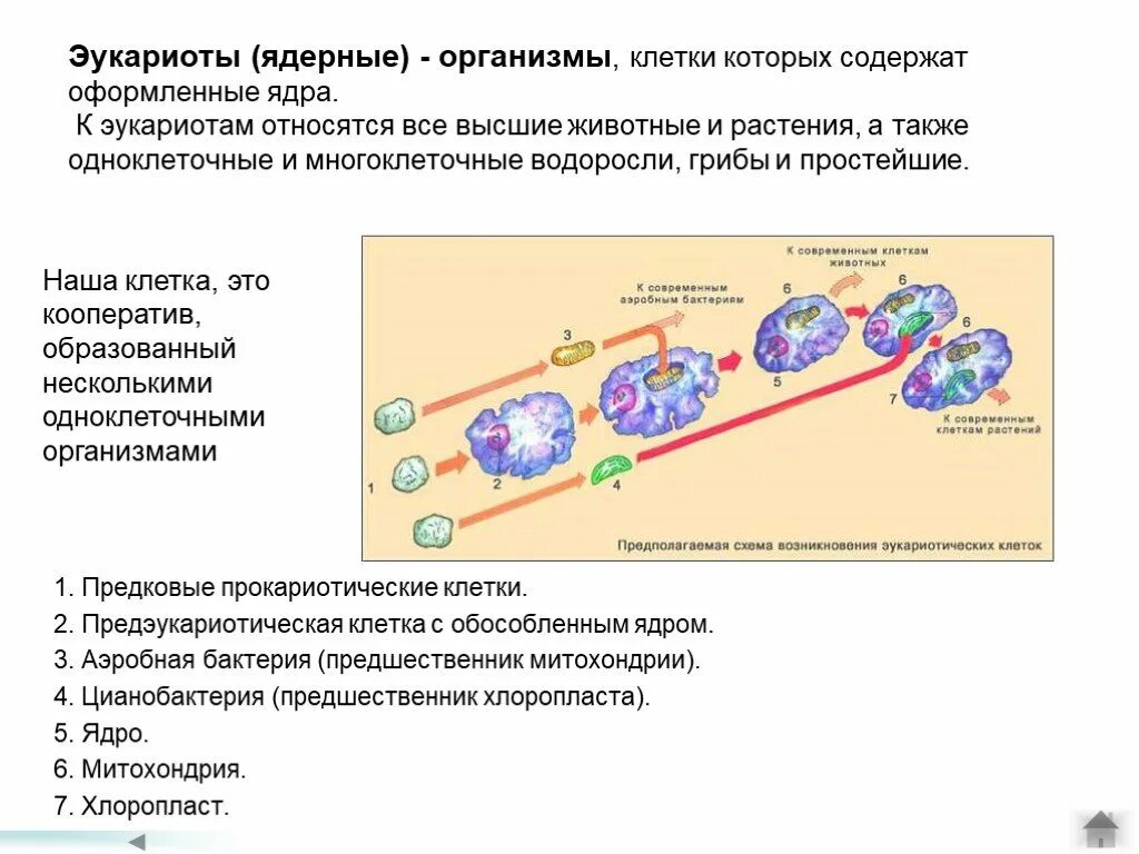 Эукариоты ядерные. Эволюция эукариот. Ядерные организмы эукариоты. К эукариотам относятся организмы содержащие. Организмы клетки которых содержат оформленное ядро