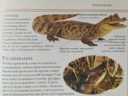 Крокодил 6 букв