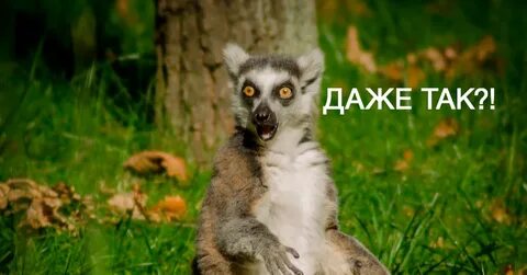 Лемур ставрополь