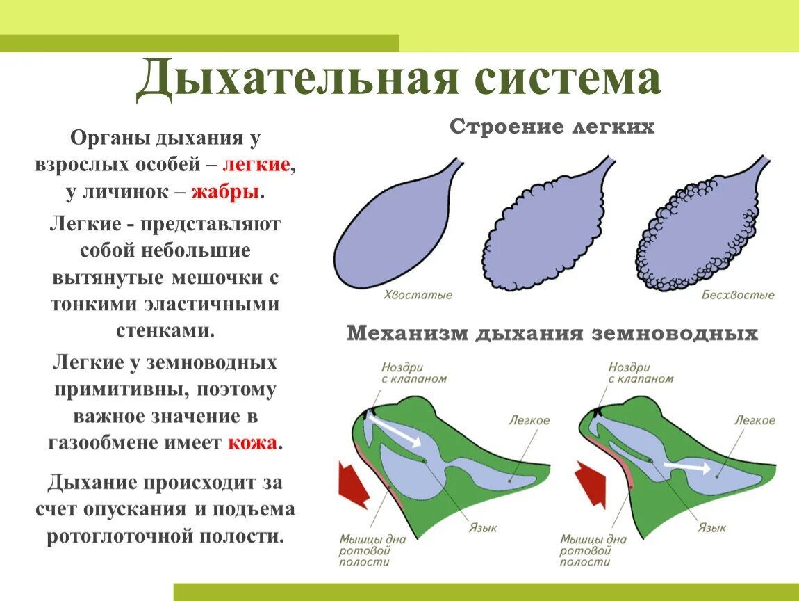 Строение дыхательной системы земноводных. Дыхательная система лягушки. Механизм дыхания земноводных. Дыхательная система земноводных схема.