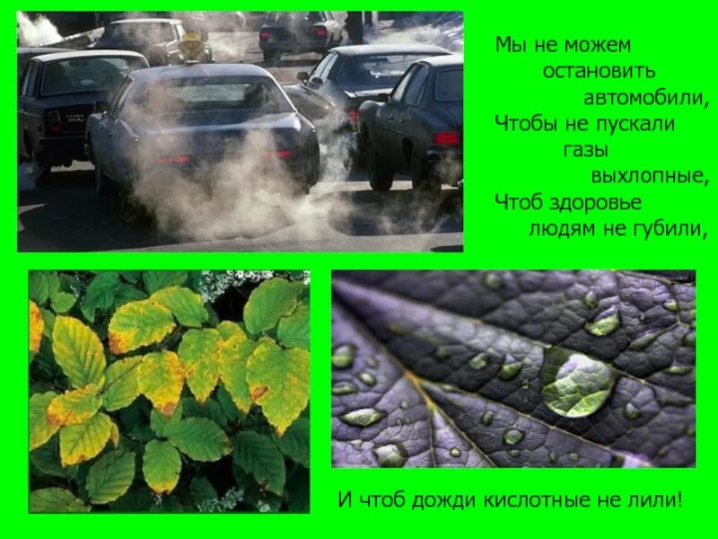 Какой вред от дождя 1. Влияние выхлопных газов на окружающую среду. Влияние автомобилей на природу. Выхлопные ГАЗЫ влияние на растения. Влияние выхлопных газов на растения.