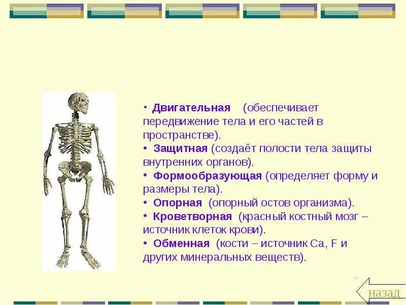 Биология 8 класс скелет человека осевой скелет. Презентация к уроку биологии 8 класс скелет человека. Презентация на тему скелет человека осевой скелет 8 класс. Опорно двигательная система осевой скелет.