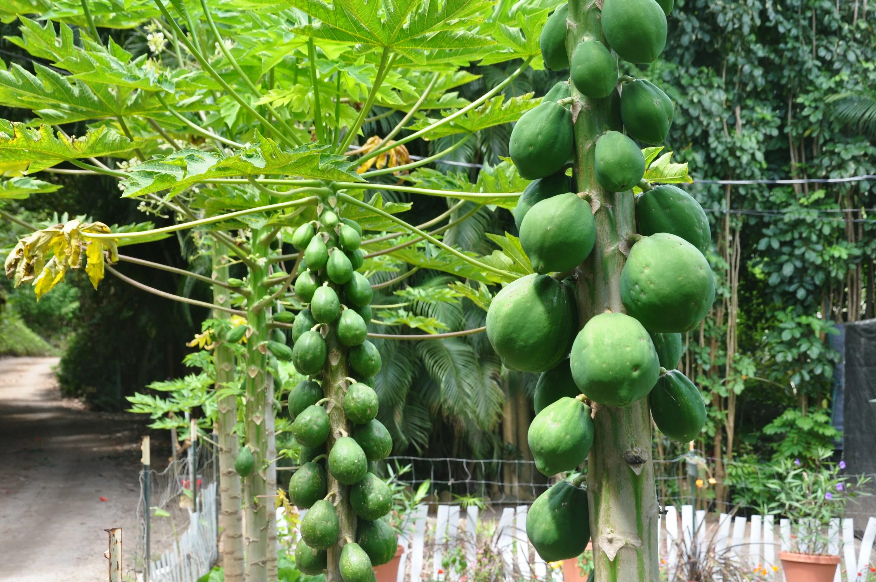 папайя тайланд. 9. папайя деревья. дынное дерево южной америки. дынное дерево в сельве.